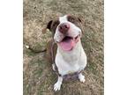 Adopt ROSCOE a Brown/Chocolate - with White American Pit Bull Terrier / Mixed