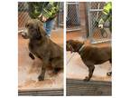 Adopt HERSHEY a Brown/Chocolate Labrador Retriever / Mixed dog in Buckhannon