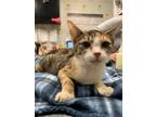 Adopt CARAMEL a Calico or Dilute Calico Domestic Shorthair / Mixed (short coat)