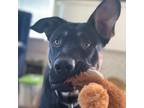 Adopt Genie a Black Labrador Retriever / German Shepherd Dog / Mixed dog in Long