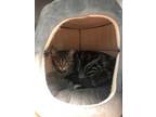 Adopt LITTLE TT a Brown Tabby Domestic Shorthair / Mixed (short coat) cat in