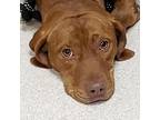 Adopt Janet a Beagle / Labrador Retriever / Mixed dog in Evansville