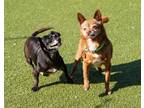 Adopt Sempa a Red/Golden/Orange/Chestnut Pomeranian / Mixed dog in Santa Cruz