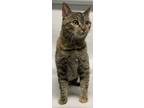 Adopt Clovita a Domestic Shorthair / Mixed cat in Brooklyn, NY (33748697)