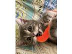 Adopt Romeo a Gray, Blue or Silver Tabby American Curl / Mixed (medium coat) cat