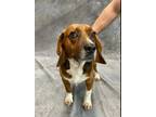 Adopt Porkchop a Brown/Chocolate Beagle / Mixed dog in Crystal Lake