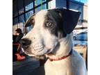 Adopt Blue a White Shepherd (Unknown Type) / Hound (Unknown Type) / Mixed dog in