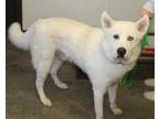 Adopt Carter a White Great Pyrenees / Husky / Mixed dog in Bowling Green