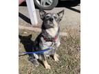 Adopt Molly a Gray/Silver/Salt & Pepper - with White Australian Cattle Dog /