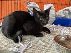 Adopt Rando A All Black Domestic Shorthair / Domestic Shorthair / Mixed Cat In