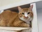 Adopt Kara a Orange or Red Domestic Shorthair / Domestic Shorthair / Mixed cat