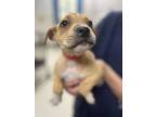 Adopt Arnold a Tan/Yellow/Fawn Terrier (Unknown Type, Small) / Mixed dog in