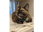 Adopt Pepper a Domestic Shorthair / Mixed cat in Monterey, CA (33748182)