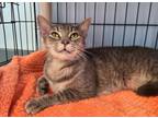 Adopt Carley a Domestic Shorthair / Mixed cat in Oakland, NJ (33747955)