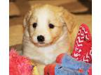 Adopt SAGE (BEYOND ADORABLE) a Tan/Yellow/Fawn Goldendoodle / Mixed dog in