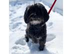 Adopt Oliver a Black Mixed Breed (Small) / Mixed dog in Janesville