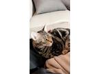Adopt Merm a Tan or Fawn American Shorthair / Mixed (medium coat) cat in San