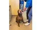 Adopt Yogi a Brown/Chocolate Labrador Retriever / Boxer / Mixed dog in Merrill