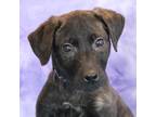 Adopt Berkeley a Brindle Plott Hound / Mixed dog in Bristol, IN (33748057)