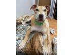Adopt Baxter a Terrier (Unknown Type, Medium) / Mixed dog in Kingston