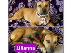 Adopt Lilianna a Brown/Chocolate - with Black Black Mouth Cur / Mixed dog in