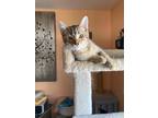 Adopt Kukla a Brown Tabby Domestic Shorthair (short coat) cat in Barrington