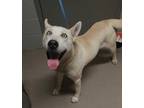 Adopt Rave* a Tan/Yellow/Fawn Husky / Mixed dog in Anderson, SC (33747279)