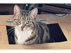 Adopt Irey a Tiger Striped American Shorthair / Mixed (short coat) cat in