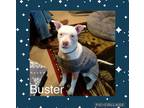 Adopt Buster a White Bull Terrier / Mixed dog in Forest Hill, MD (33747796)