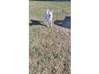 Adopt Lenny a White - with Red, Golden, Orange or Chestnut Husky / Mixed dog in