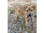 Adopt Bruno a Brindle - with White Hound (Unknown Type) / Mixed dog in Richmond