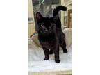 Adopt a All Black Domestic Shorthair / Mixed (short coat) cat in Sacramento