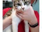 Adopt OMELETTE a Brown Tabby Domestic Shorthair / Mixed (short coat) cat in