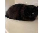 Adopt Miso a All Black Domestic Longhair / Mixed cat in Watertown, NY (33747373)