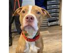 Adopt Nash a Pit Bull Terrier / Great Dane / Mixed dog in Watertown