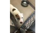 Adopt Mona a White American Pit Bull Terrier / Mixed dog in Shelby