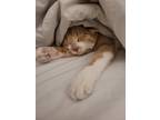 Adopt Nemo a Orange or Red Tabby American Shorthair / Mixed (short coat) cat in