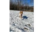 Adopt Jax a Red/Golden/Orange/Chestnut Shiba Inu / Mixed dog in Hudson