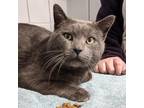 Adopt Eugene a Gray or Blue Domestic Shorthair / Mixed cat in West Olive
