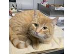 Adopt Kendric a Orange or Red Domestic Shorthair / Mixed cat in West Olive