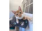 Adopt Leonidas a Orange or Red Tabby Domestic Shorthair (short coat) cat in