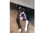 Smoke, Boston Terrier For Adoption In Orangeburg, South Carolina