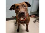 Red, American Pit Bull Terrier For Adoption In Columbia, Missouri
