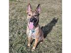 Zeus, Pit Bull Terrier For Adoption In Columbia, Missouri