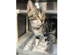 Torrance, Domestic Shorthair For Adoption In Palm Springs, California