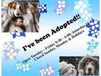 Adopt A514697 a Siberian Husky
