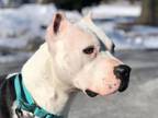 Adopt Blow Pup a Pit Bull Terrier
