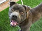 Adopt OSO a Pit Bull Terrier, Chow Chow