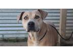 Adopt STEVIE a American Staffordshire Terrier, Mixed Breed