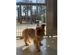 Adopt CHLOE A Yorkshire Terrier, Mixed Breed